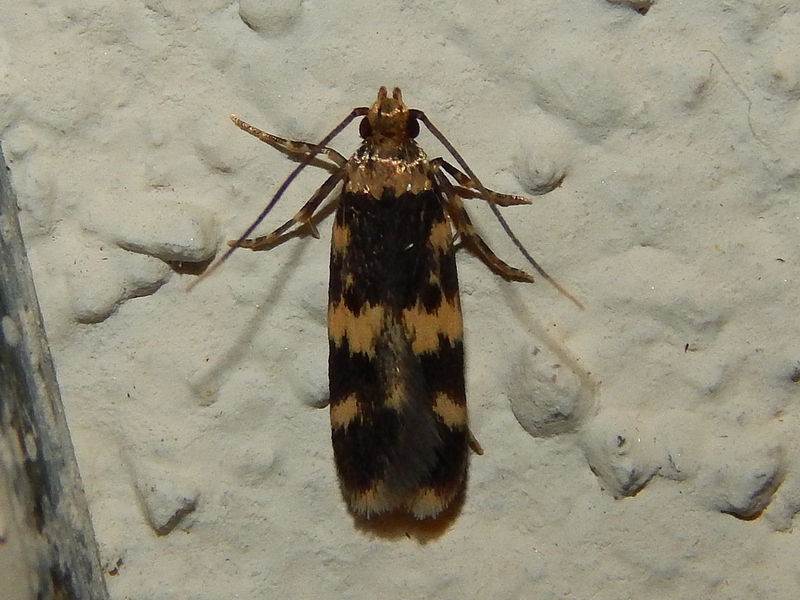 Autostichidae da id.